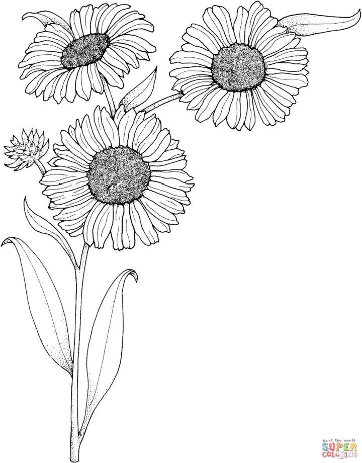 Realistic Sunflowers Coloring Book Page