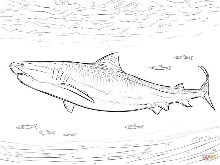 Realistic Tiger Shark Coloring Page