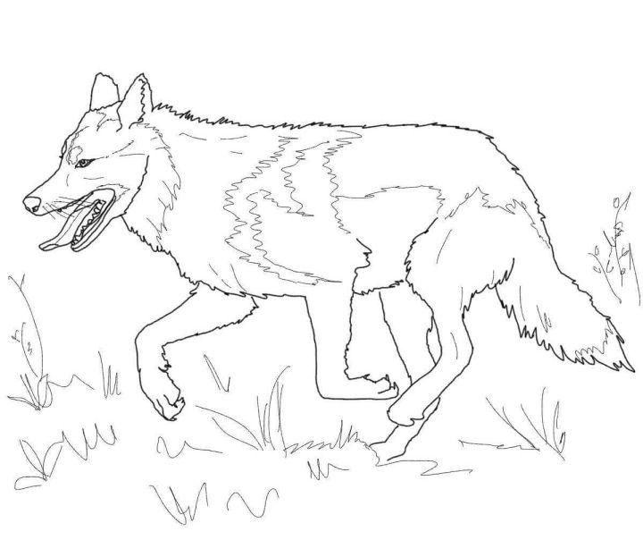 Running Mexican Grey Wolf Coloring Pages