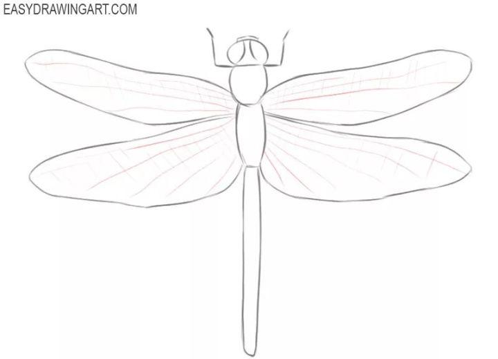Sketch Dragonfly Drawing