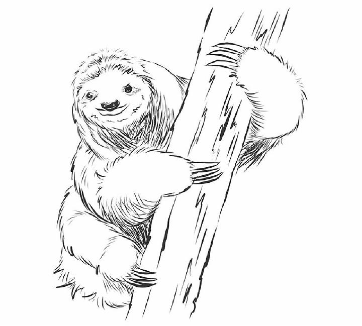 Sloth Drawing Step by Step Instructions