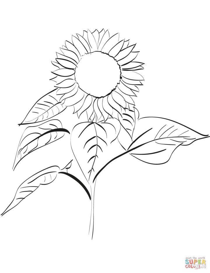 Sunflower Pictures to Color