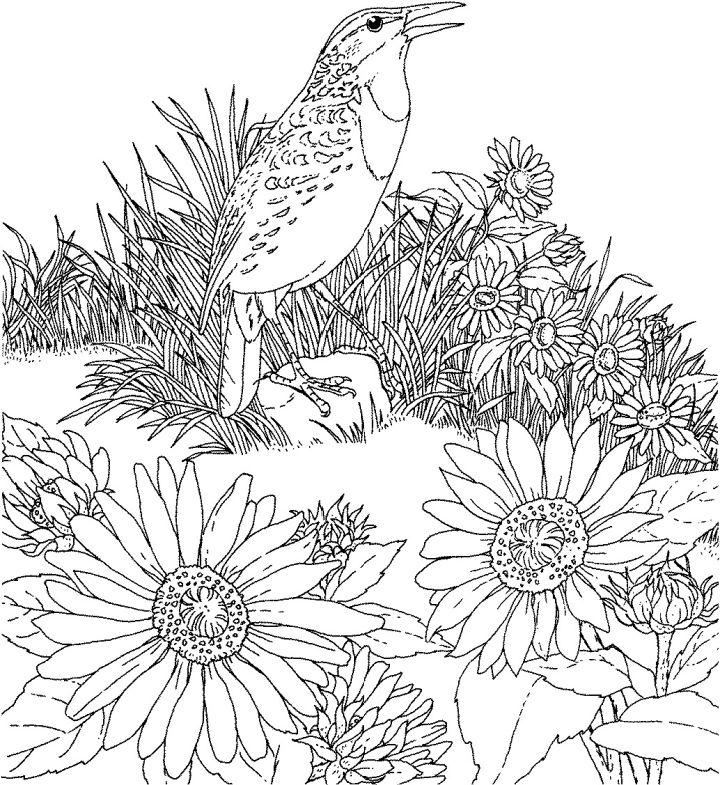 Sunflowers Coloring Pages for Adults