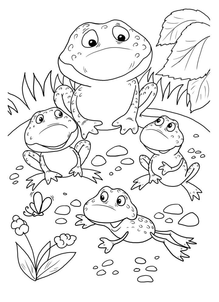 The Life Cycle of a Frog Coloring Page