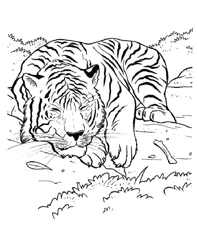 Tiger Coloring Pages for Little Ones