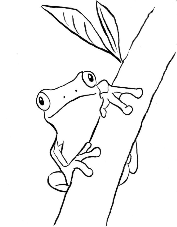 Tree Frog Coloring Page to Print