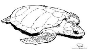 25 Free Turtle Coloring Pages for Kids and Adults