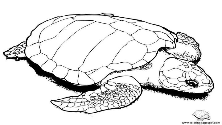 Turtle Coloring Pages Printable