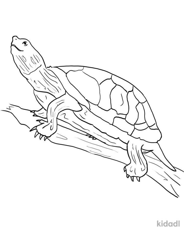 Western Painted Turtle Coloring Pages