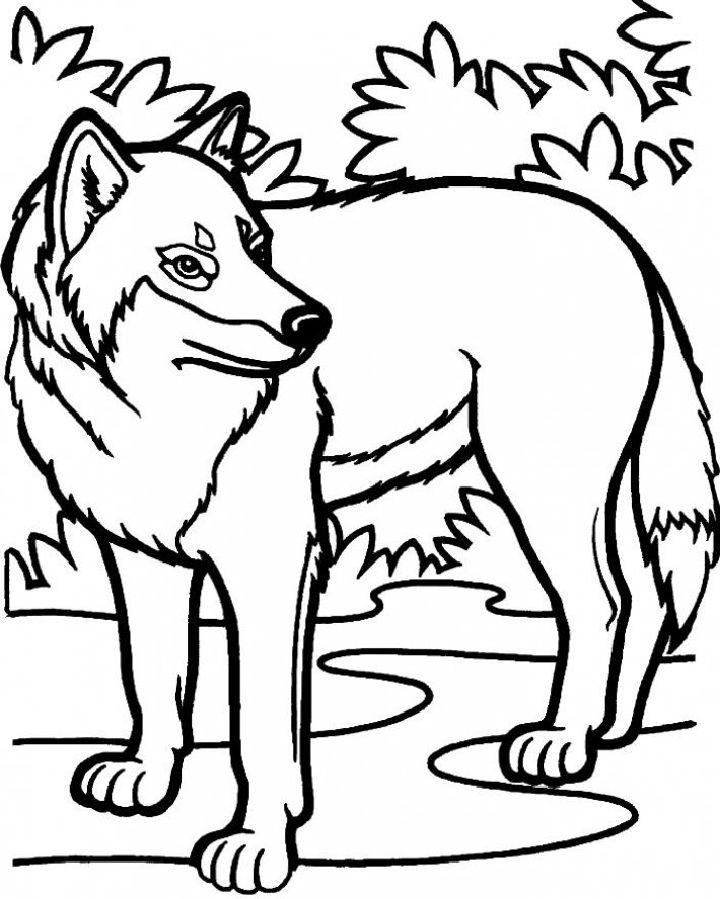 Wolf Coloring Pages, Tracer Pages, and Posters