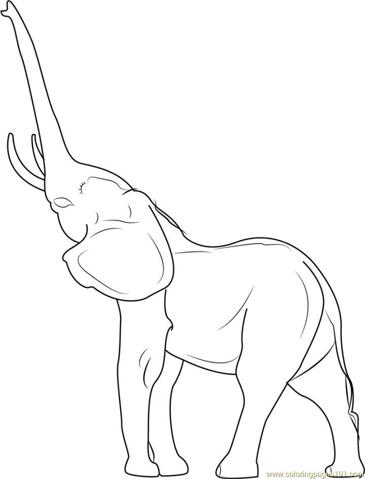Young Indian Elephant Coloring Page