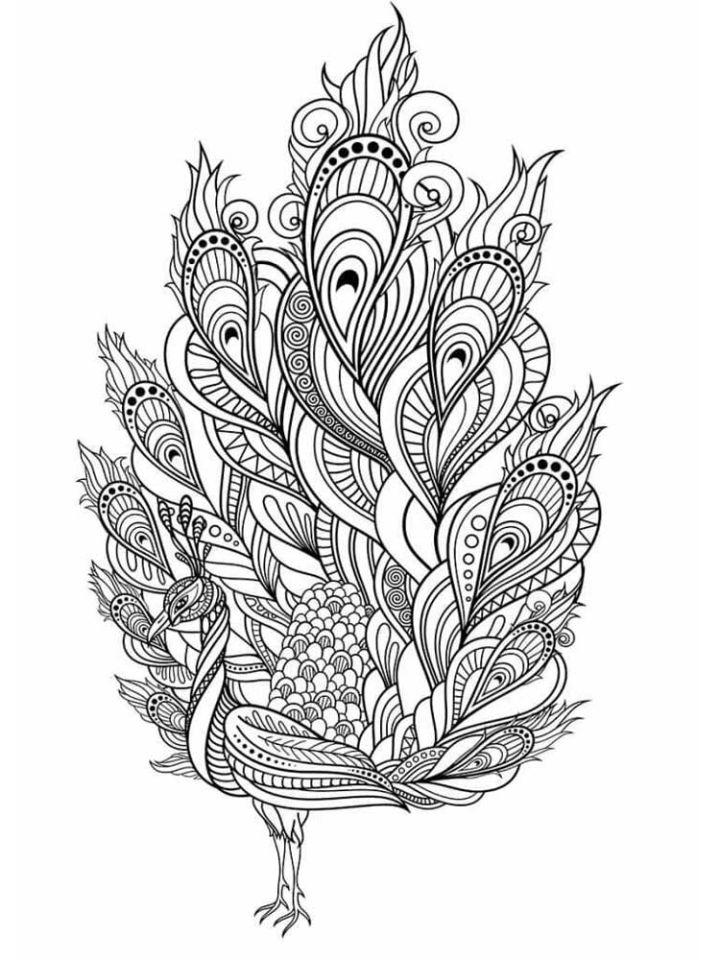 Zentangle Peacock Coloring Pages for Adults