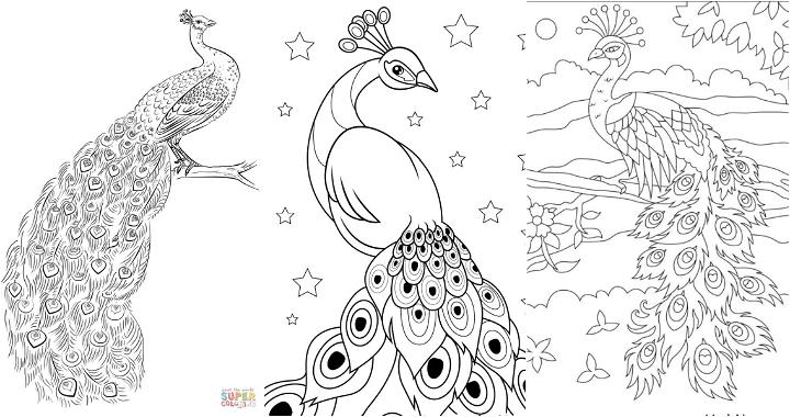 easy and free peacock coloring pages for kids and adults