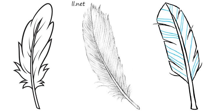 25 Easy Feather Drawing Ideas - How to Draw a Feather