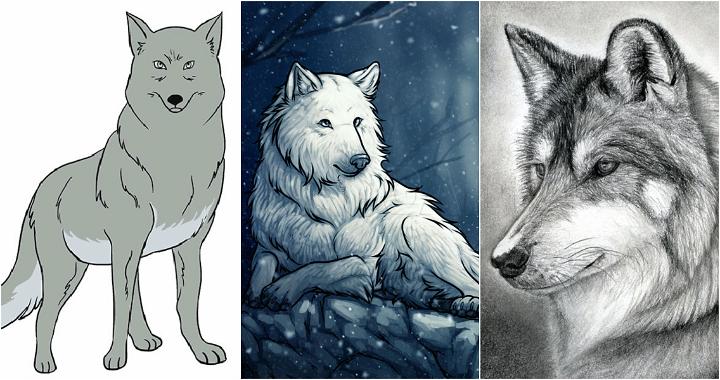 25 Easy Wolf Drawing Ideas - How to Draw a Wolf