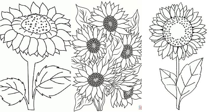 free sunflower coloring pages to print