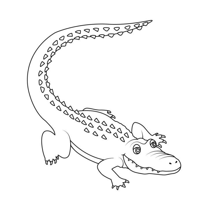 Alligator Drawing Step by Step Instructions