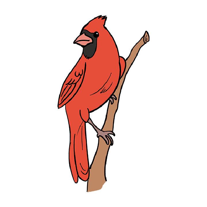 Cardinal Bird Drawing for Beginner