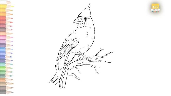 Cardinal Bird Outline Drawing