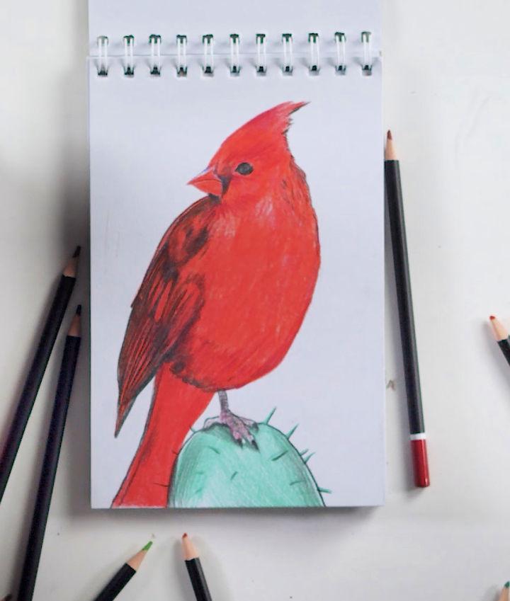 Cardinal Drawing Using Colored Pencils