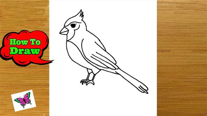 Cardinal Line Drawing
