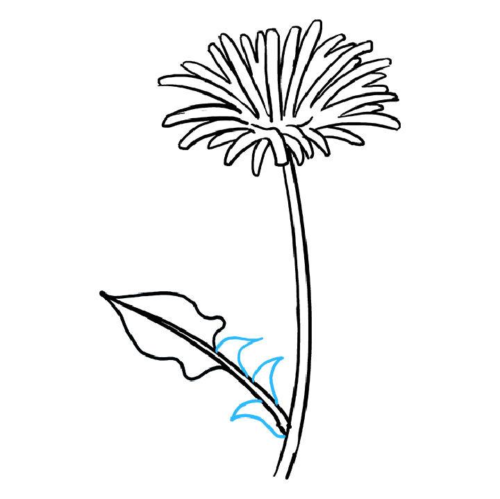Create a Wonderful Dandelion Drawing