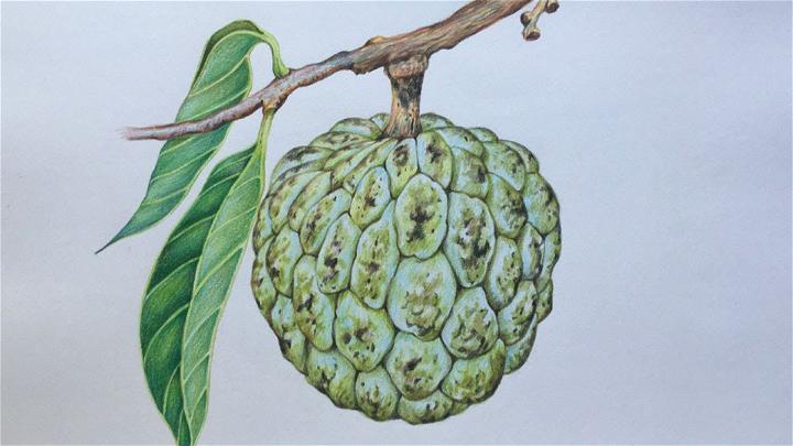 Custard Apple Drawing