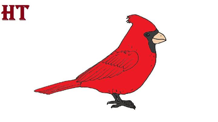 flying cardinal drawing