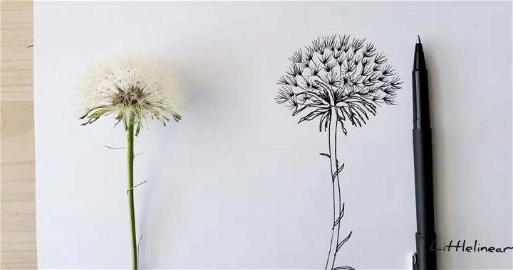 Dandelion Line Art Drawing