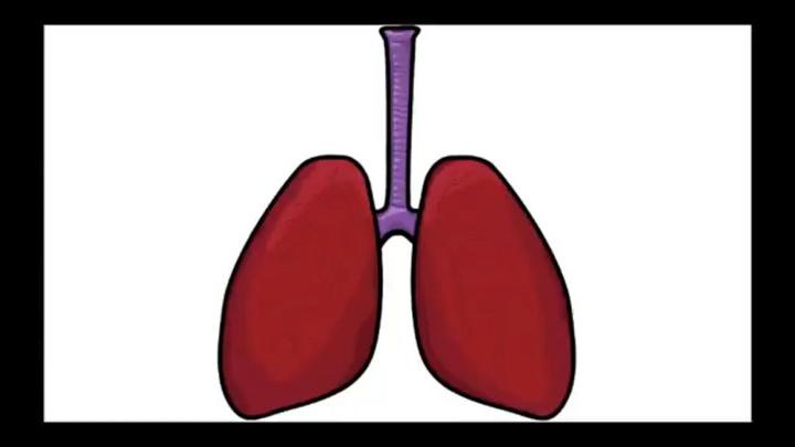 Draw 3D Lungs for Kids