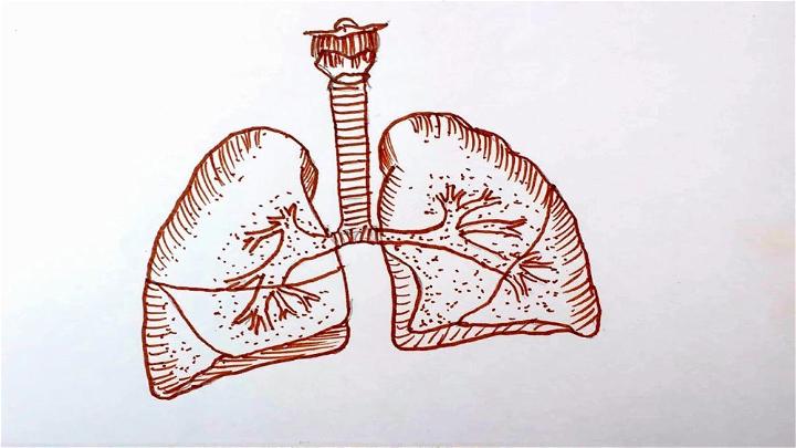 Draw Human Lungs for Beginners