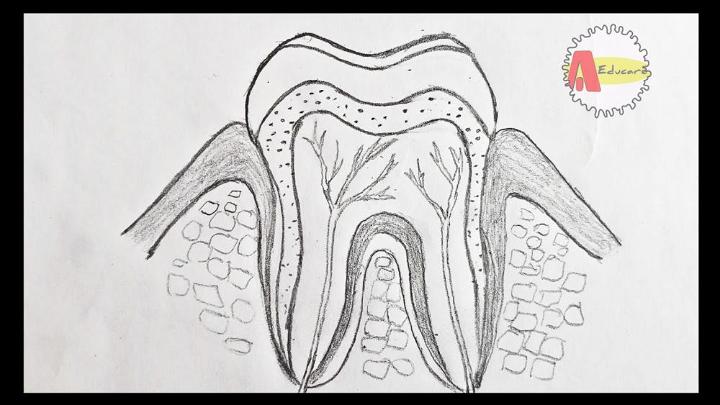 Draw Tooth Anatomy Labelled Diagram