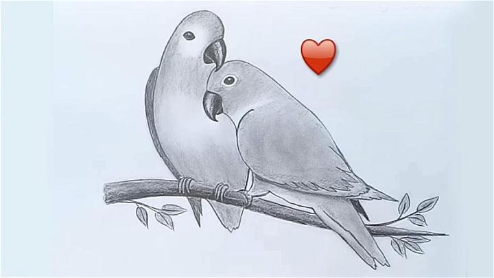 Draw Two Parrots in Love by Pencil Sketch