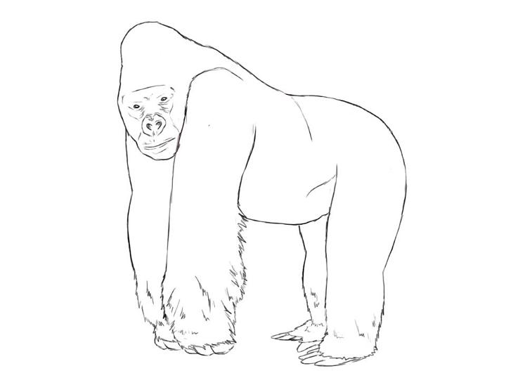 Draw Your Own Gorilla