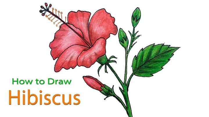 Draw Your Own Hibiscus Flower