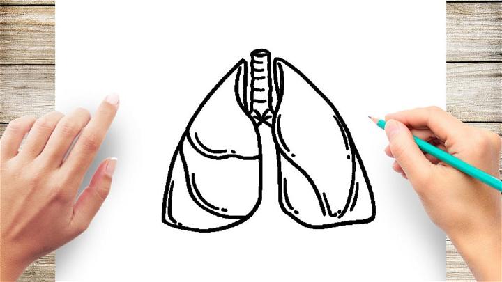 Draw Your Own Lungs