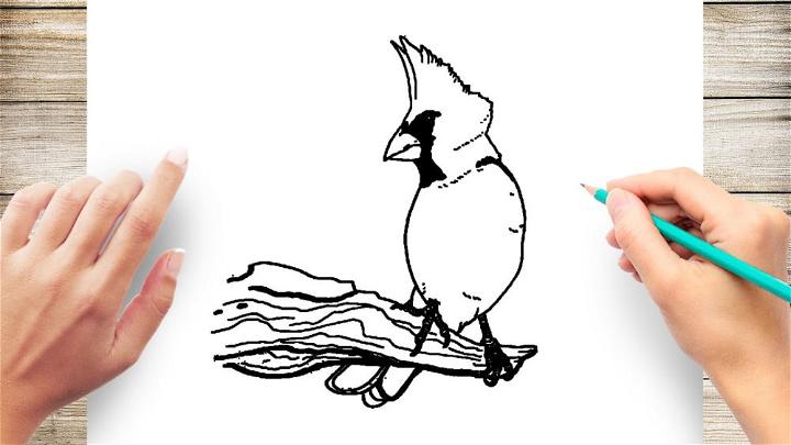 Draw Your Own Realistic Cardinal