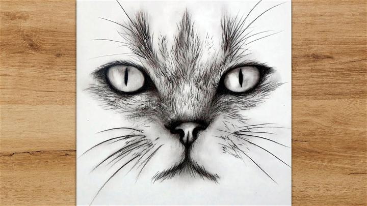 Draw a Cat Face for Beginners