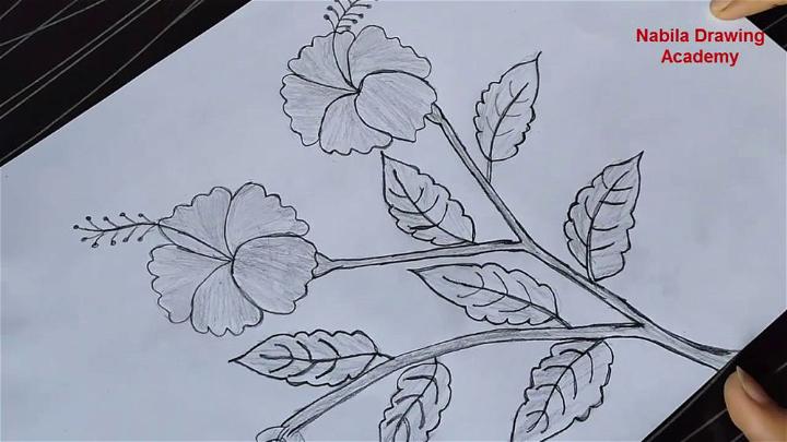 Draw a Hibiscus Flower for Beginners