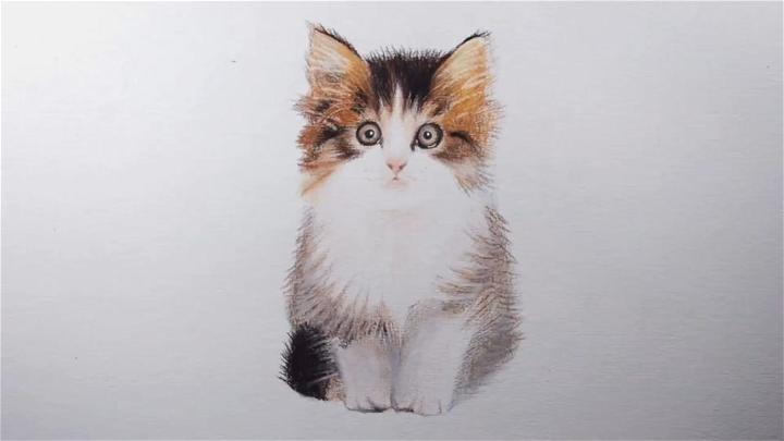 Draw a Kitten with Colored Pencils