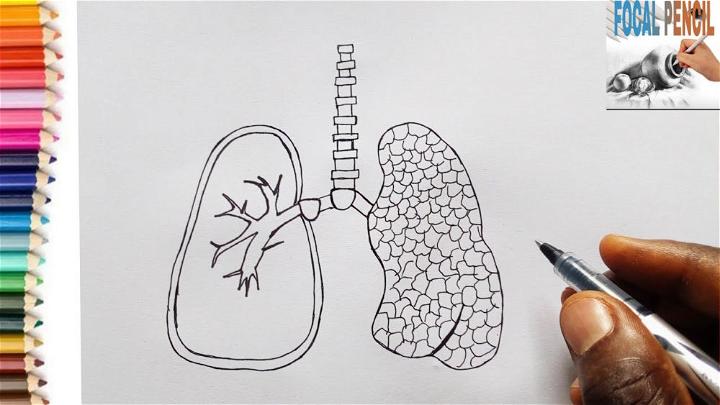 Draw a Lungs for Beginners