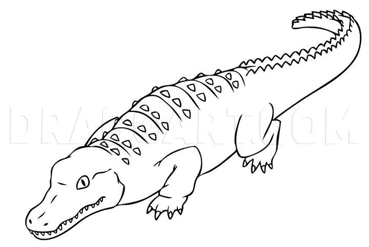 Draw an Alligator