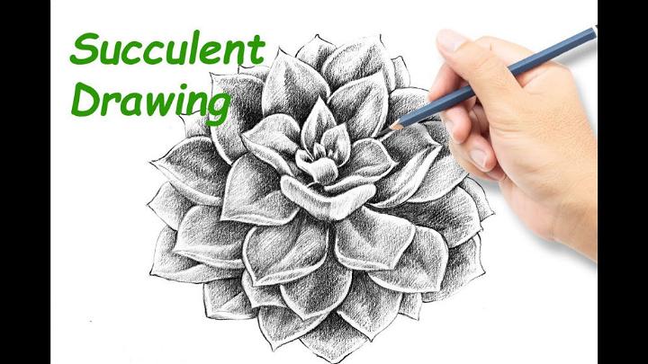 Draw and Shading Succulent Plant with Pencil