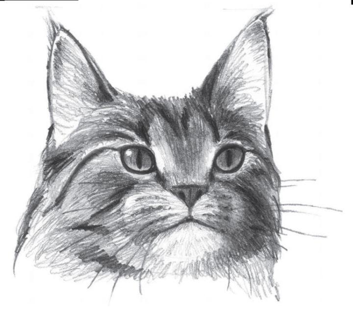 Drawing a Simple Cat Face