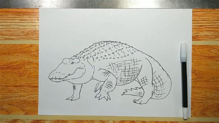 Drawing of Realistic Alligator