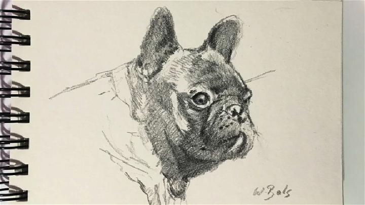 Drawing of a French Bulldog