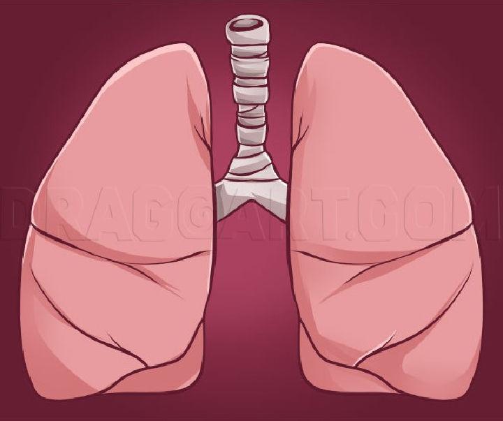 Drawing of a Lungs
