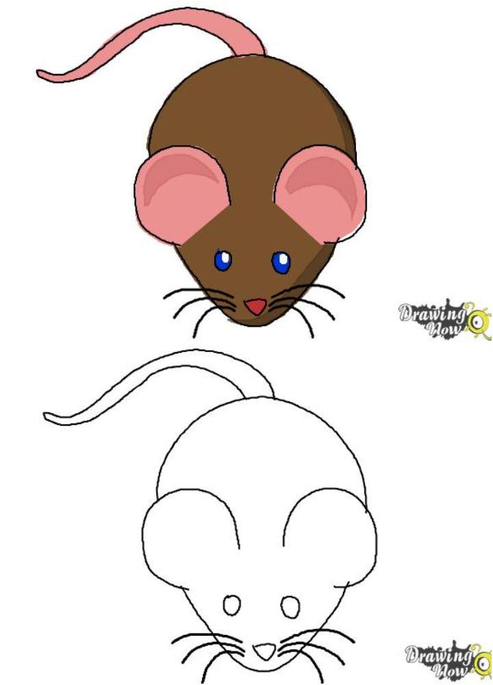 Drawing of a Mouse