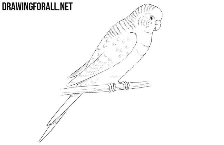 Drawing of a Parrot