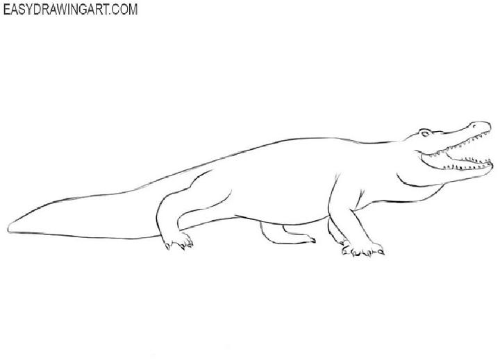 Drawing of an Alligator